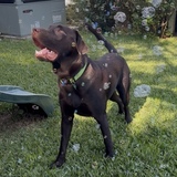 Entry image for Pickles Max