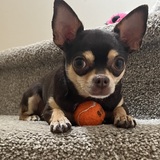 Entry image for Mocha 