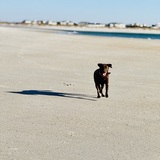 Entry image for Ace Davis Grogan