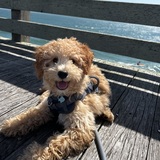 Entry image for Finn