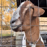 Entry image for Vincent van goat