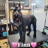 Entry image for Finley Blue