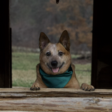 Entry image for Pete