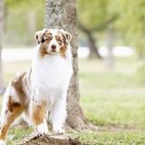 Entry image for Crush