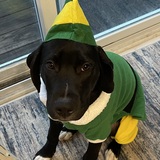 Entry image for Bear