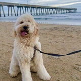 Entry image for Gus Batson Berry