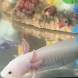 Entry image for Penelope