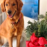 Entry image for Sally Mae