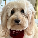 Entry image for Scout