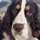 Entry image for Sully