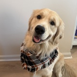 Entry image for Chewie