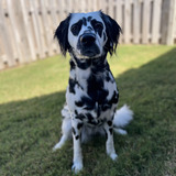 Entry image for Dottie