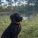 Entry image for Bandit 