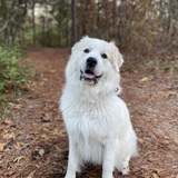 Entry image for Benji