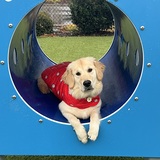 Entry image for Daisy