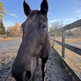 Entry image for Blaze