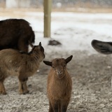 Entry image for Millie