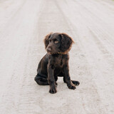 Entry image for Enzo