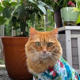 Entry image for Macaroni