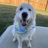 Entry image for Rocky