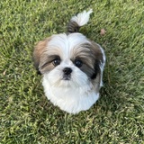 Entry image for Tillie Mae