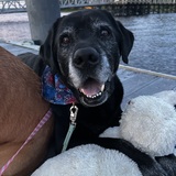 Entry image for Oskar