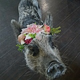 Entry image for Stella Mae