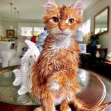 Entry image for Chester