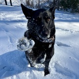 Entry image for Luna