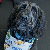 Entry image for Cobea