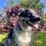 Entry image for Asher Bartolo