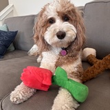 Entry image for Goldie Goodson