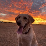 Entry image for CANNON