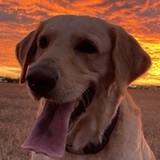 Entry image for CANNON