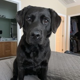 Entry image for Willa