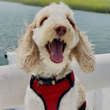 Entry image for Mookie (MooMoo) Massey