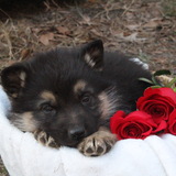 Entry image for Takoda