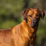 Entry image for Mackerel- “Mac”