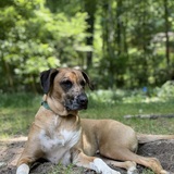 Entry image for Harley 