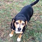 Entry image for Abby 