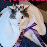 Entry image for Lord Loki McCuddlebum