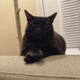 Entry image for Remy The Catatouille