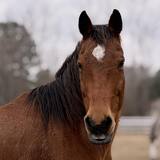 Entry image for Apollo