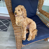 Entry image for Brodie Wolff