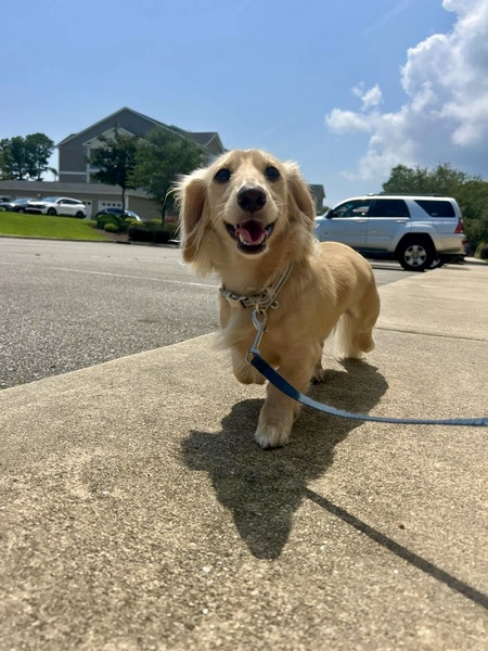 Entry image for Gelato. Clicking this image will show a larger photo