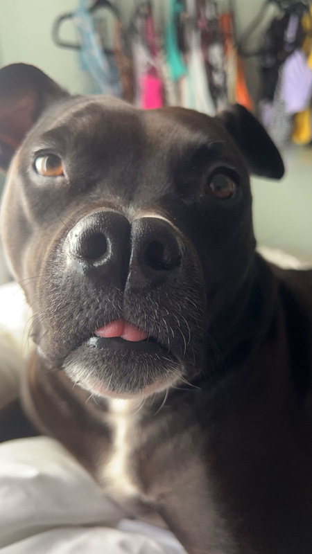 Entry image for Violet. Clicking this image will show a larger photo