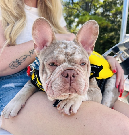 Entry image for Cheese. Clicking this image will show a larger photo