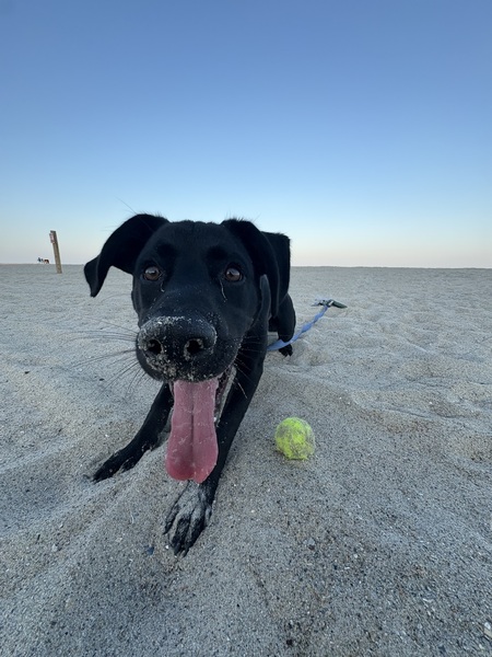 Entry image for Ranger. Clicking this image will show a larger photo