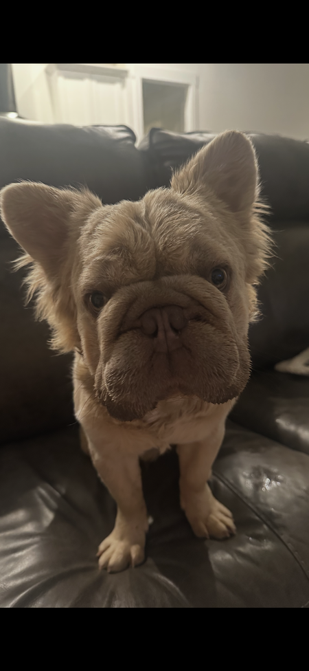 Entry image for Teddy. Clicking this image will show a larger photo