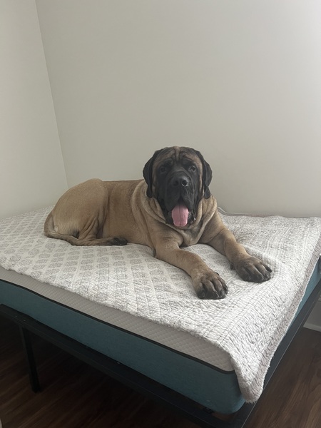 Entry image for Huxley. Clicking this image will show a larger photo